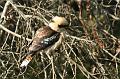 Kookaburra, Tindale Gardens IMG_6941